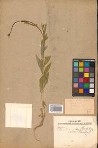 Camelina microcarpa subsp. pilosa (DC.) Jáv., Восточная Европа, Южно-Украинский район (E12) (Украина)