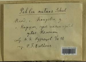 Pohlia nutans (Hedw.) Lindb., Гербарий мохообразных, Мхи - Центральное Нечерноземье (B6) (Россия)