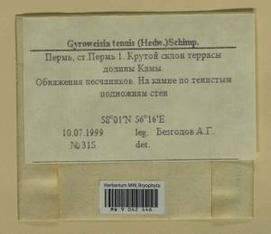 Gyroweisia tenuis (Hedw.) Schimp., Гербарий мохообразных, Мхи - Пермский край, Удмуртия, Свердловская и Кировская области (B8) (Россия)