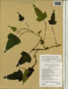Hedera pastuchovii subsp. cypria (Mc All.) Hand, Зарубежная Азия (ASIA) (Кипр)