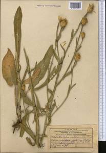 Centaurea glastifolia subsp. intermedia (Boiss.) L. Martins, Средняя Азия и Казахстан, Джунгарский Алатау и Тарбагатай (M5) (Казахстан)