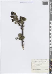 Яблоня домашняя (Suckow) Borkh., Крым (KRYM) (Россия)