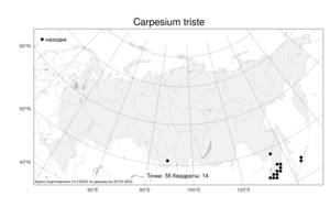 Carpesium triste, Карпезиум печальный Maxim., Атлас флоры России (FLORUS) (Россия)