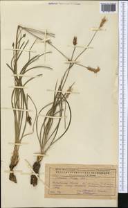 Pseudopodospermum tauricum (M. Bieb.) Vasjukov & Saksonov, Средняя Азия и Казахстан, Прикаспийский Устюрт и Северное Приаралье (M8) (Казахстан)