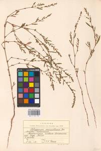 Спорыш птичий, Горец птичий L., Восточная Европа, Московская область и Москва (E4a) (Россия)