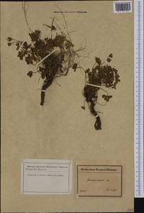 Geranium cinereum Cav., Западная Европа (EUR) (Франция)