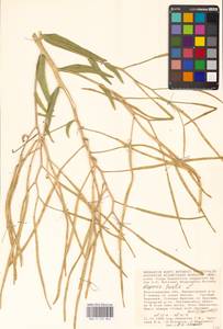 Вечерница печальная L., Восточная Европа, Нижневолжский район (E9) (Россия)