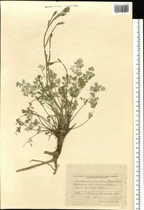 Китагавия байкальская (Redowsky ex Willd.) Pimenov, Сибирь, Алтай и Саяны (S2) (Россия)