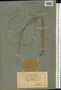 Осока плевельная L., Сибирь, Дальний Восток (S6) (Россия)