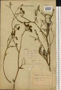 Морковник обыкновенный (L.) Schinz & Thell., Восточная Европа, Ростовская область (E12a) (Россия)