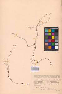 MHA 0 153 124, Myosotis laxa subsp. laxa, Восточная Европа, Западный район (E3) (Россия)
