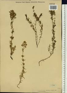 Подмаренник настоящий L., Сибирь, Западный (Казахстанский) Алтай (S2a) (Казахстан)