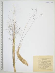 Ковылечек альпийский (F.Schmidt) Sipliv., Сибирь, Дальний Восток (S6) (Россия)