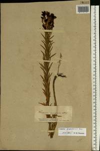 Льнянка Биберштейна Besser, Восточная Европа, Южно-Украинский район (E12) (Украина)