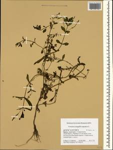 Вероника ключевая, Вероника водная L., Крым (KRYM) (Россия)