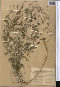 Lactuca orientalis subsp. orientalis, Средняя Азия и Казахстан, Западный Тянь-Шань и Каратау (M3) (Киргизия)