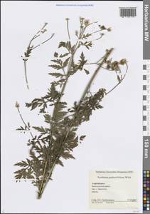 Tanacetum partheniifolium (Willd.) Sch. Bip., Кавказ, Азербайджан (K6) (Азербайджан)