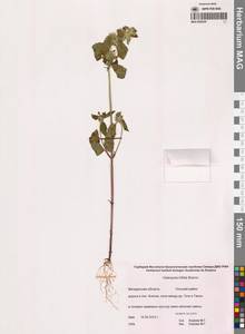 Пикульник двунадрезанный, Жабрей Boenn., Сибирь, Чукотка и Камчатка (S7) (Россия)