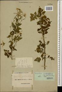 Tanacetum partheniifolium (Willd.) Sch. Bip., Кавказ, Черноморское побережье (от Новороссийска до Адлера) (K3) (Россия)