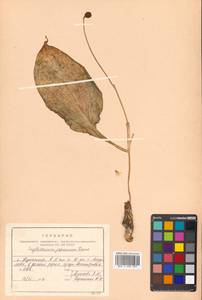 Erythronium japonicum Decne., Сибирь, Дальний Восток (S6) (Россия)