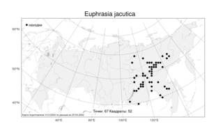 Euphrasia jacutica, Очанка якутская Juz., Атлас флоры России (FLORUS) (Россия)