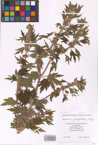 MHA 0 154 670, Пустырник пятилопастный Gilib., Восточная Европа, Центральный лесостепной район (E6) (Россия)