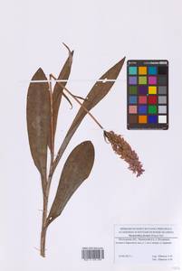 Пальчатокоренник Фукса (Druce) Soó, Восточная Европа, Московская область и Москва (E4a) (Россия)