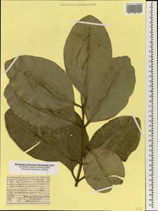 Калофиллум волокнистолистный L., Африка (AFR) (Сейшельские острова)
