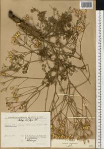 Прангос противозубный (Pall.) Herrnst. & Heyn, Восточная Европа, Нижневолжский район (E9) (Россия)