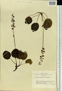 Pyrola asarifolia subsp. incarnata (DC.) A. E. Murray, Сибирь, Алтай и Саяны (S2) (Россия)