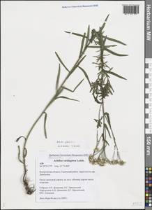 Achillea salicifolia subsp. salicifolia, Восточная Европа, Центральный лесной район (E5) (Россия)