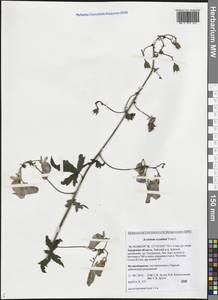 Борец Щукина Turcz., Сибирь, Дальний Восток (S6) (Россия)