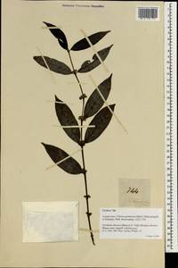 Villaria glomerata (Bartl. ex DC.) Mulyan. & Ridsdale, Зарубежная Азия (ASIA) (Филиппины)