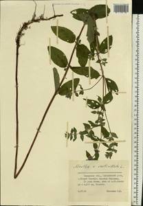 Mentha × verticillata L., Восточная Европа, Средневолжский район (E8) (Россия)