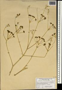 Ferula macrocolea (Boiss.) Boiss., Зарубежная Азия (ASIA) (Иран)