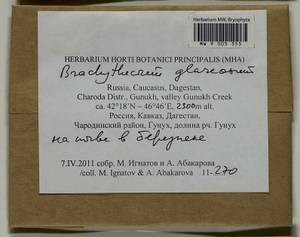 Brachythecium glareosum (Bruch ex Spruce) Schimp., Гербарий мохообразных, Мхи - Северный Кавказ и Предкавказье (B12) (Россия)