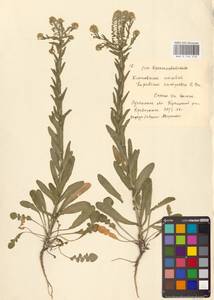 Клоповник полевой, Кресс полевой (L.) W.T.Aiton, Восточная Европа, Северо-Украинский район (E11) (Украина)