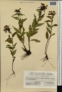 Мытник перевернутый L., Сибирь, Чукотка и Камчатка (S7) (Россия)