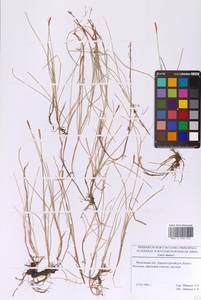 Осока двудомная L., Восточная Европа, Московская область и Москва (E4a) (Россия)