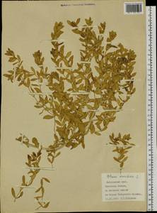 Lysimachia maritima (L.) Galasso, Banfi & Soldano, Сибирь, Дальний Восток (S6) (Россия)