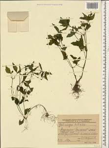 Галинзога четырехлучевая Ruiz & Pav., Кавказ, Грузия (K4) (Грузия)