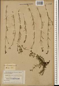 Cynanchica supina subsp. supina, Кавказ (без точных местонахождений) (K0)