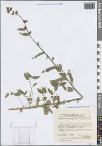 Свободноцветка острозубчатая (Regel) Bornm., Средняя Азия и Казахстан, Памир и Памиро-Алай (M2) (Узбекистан)