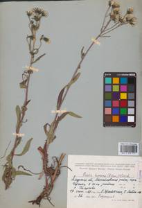 Picris japonica subsp. japonica, Сибирь, Дальний Восток (S6) (Россия)