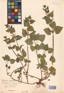 Яснотка пятнистая (L.) L., Восточная Европа, Московская область и Москва (E4a) (Россия)