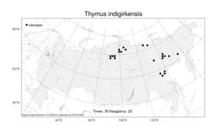 Thymus indigirkensis, Чабрец идигирский Karav., Атлас флоры России (FLORUS) (Россия)