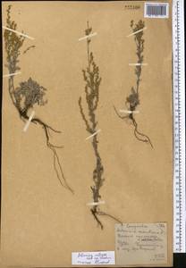 Полынь селитряная Weber ex Stechm., Средняя Азия и Казахстан, Северный и Центральный Казахстан (M10) (Казахстан)