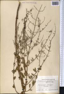 Salvia scrophulariifolia (Bunge) B.T.Drew, Средняя Азия и Казахстан, Памир и Памиро-Алай (M2) (Узбекистан)