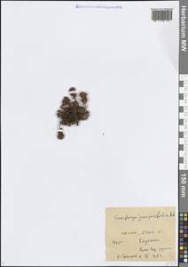 Камнеломка можжевельниколистная Adams, Кавказ, Грузия (K4) (Грузия)