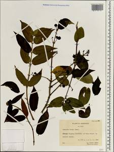 Lonicera acuminata Wall., Зарубежная Азия (ASIA) (КНР)